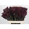 Leucadendron Saf Sunset Dark R.