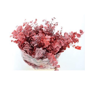 PRES EUCA STUARTIANA EX RED P BUNCH