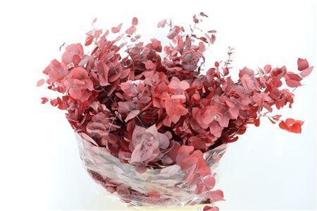 <h4>PRES EUCA STUARTIANA EX RED P BUNCH</h4>