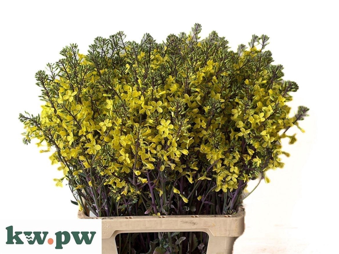 <h4>Brass Empire Olga</h4>