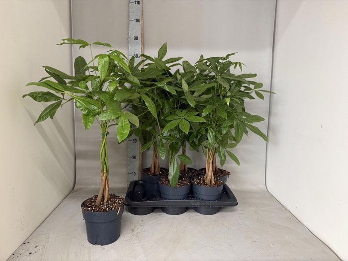 <h4>PACHIRA AQUATICA</h4>