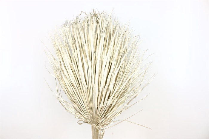 <h4>Dried Chamaerops (10tk) Platina Bunch</h4>