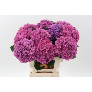 Hydr M Purple Haze