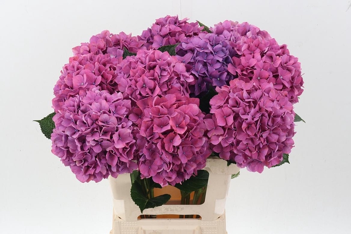 <h4>Hydr M Purple Haze</h4>