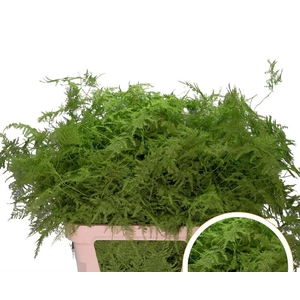 Asparagus L.Getopt Groen appel X50