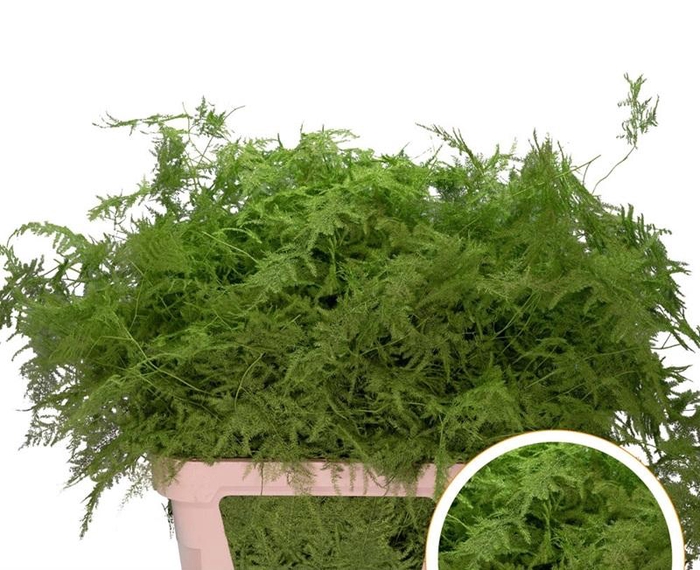 <h4>Asparagus L.Getopt Groen appel X50</h4>