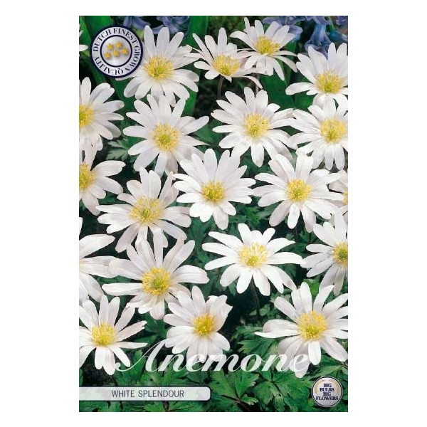 <h4>Anemone Blanda White Splendour x10 5/6</h4>