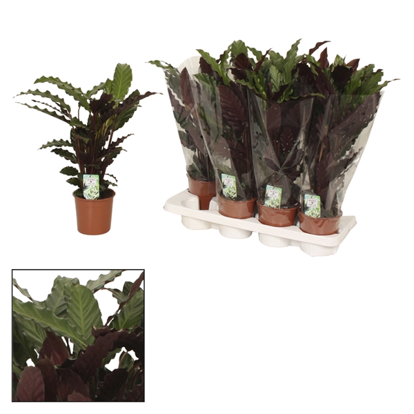 <h4>Calathea 14cm Wavestar (Rufibarba)</h4>