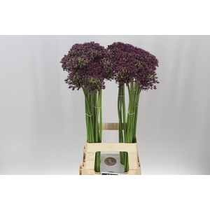 Allium Miami