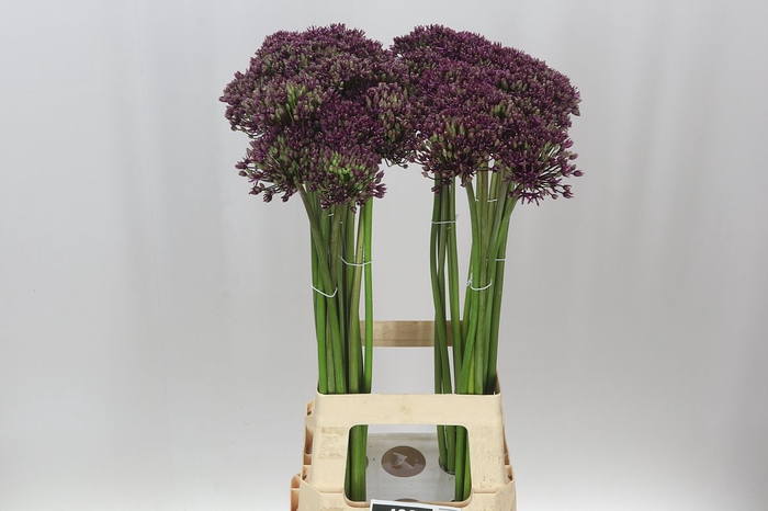 <h4>Allium Miami</h4>