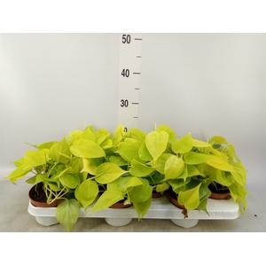 Epipremnum pinn. 'Golden Pothos'