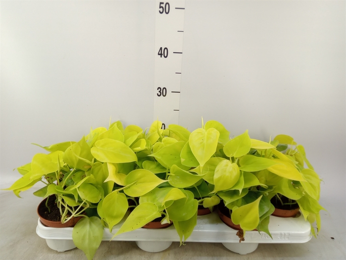 <h4>Epipremnum pinn. 'Golden Pothos'</h4>