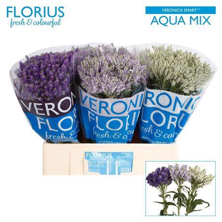 <h4>Veron Smart Aqua Gem</h4>
