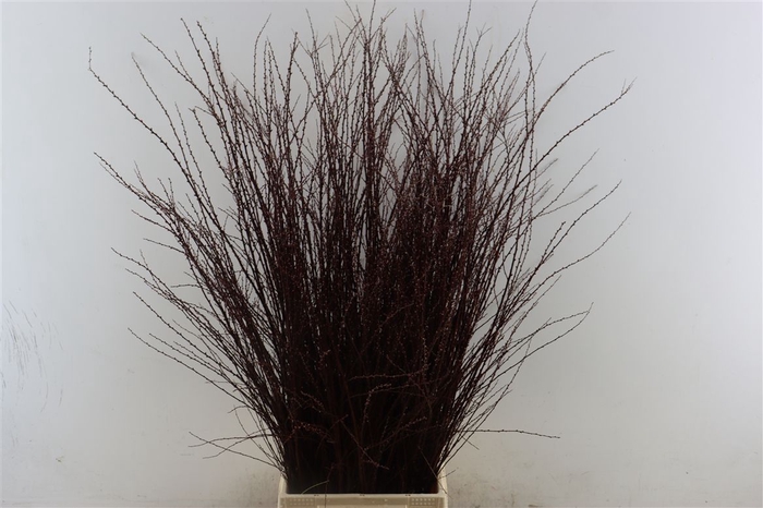 <h4>Spiraea Nip Snowmountain 90cm P Bunch</h4>