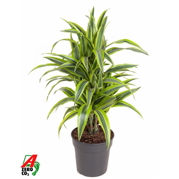 <h4>Dracaena Lemon Lime vertakt P21</h4>
