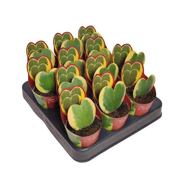 <h4>HOYA KERRII</h4>