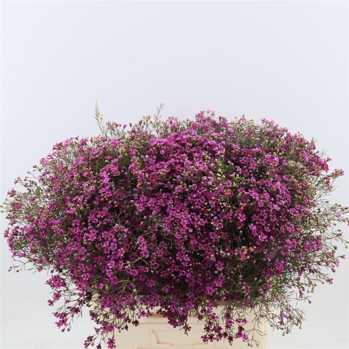 <h4>Chamelaucium Jupiter</h4>