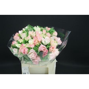 Anem Z Mistral L Pink