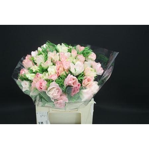 Anem Z Mistral L Pink