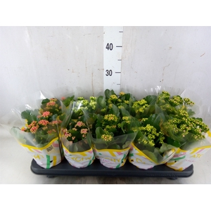 Kalanchoe blos.   ..rosebud mix  5