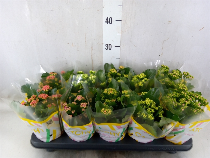 <h4>Kalanchoe blos.   ..rosebud mix  5</h4>