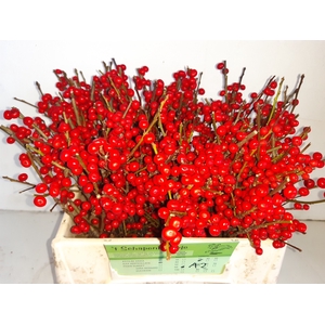 Ilex verticillata red