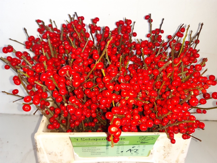 <h4>Ilex verticillata red</h4>