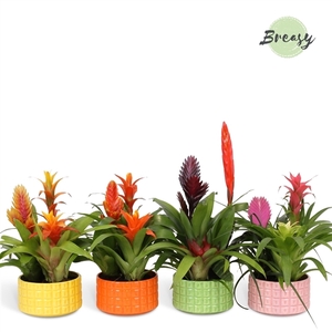 Bromelia Cupcake Bowl Cuba