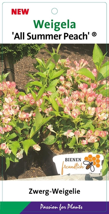 Weigela overig