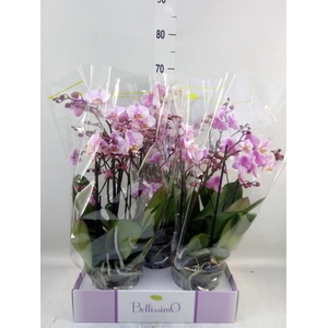 Phalaenopsis multi.   ...rose