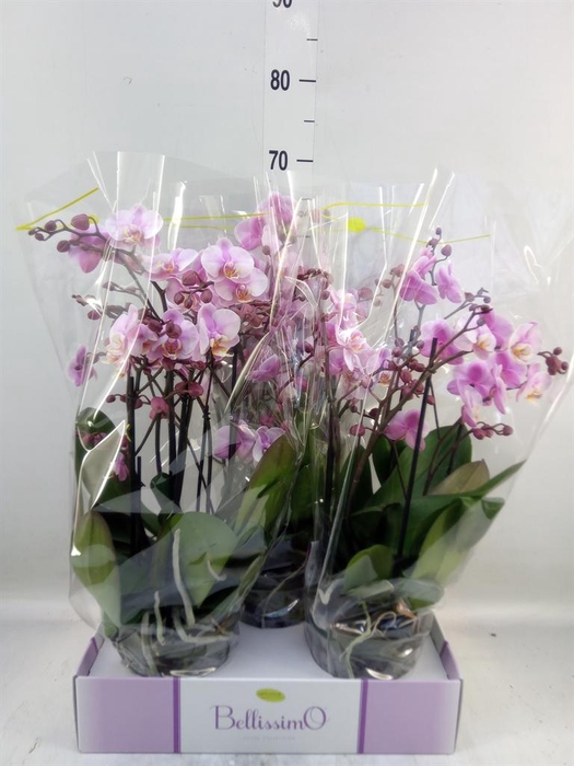 <h4>Phalaenopsis multi.   ...rose</h4>