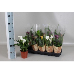 Zantedeschia   ...mix 5