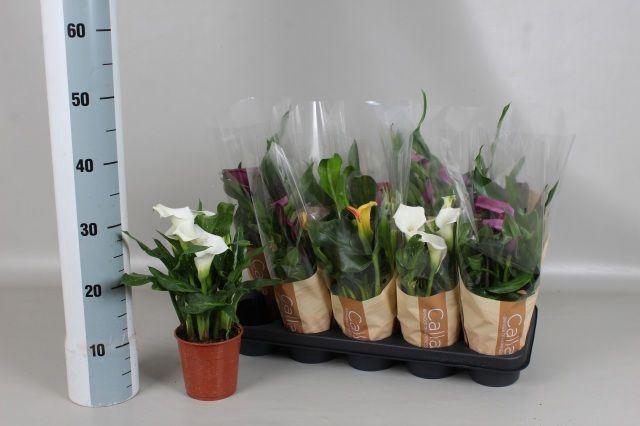 <h4>Zantedeschia   ...mix 5</h4>