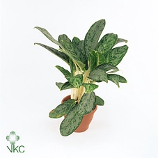 Aglaonema  'Royal Diamond'