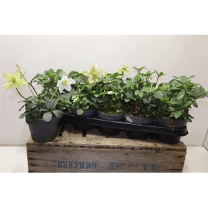 arr8 Hell Ni Advent Star