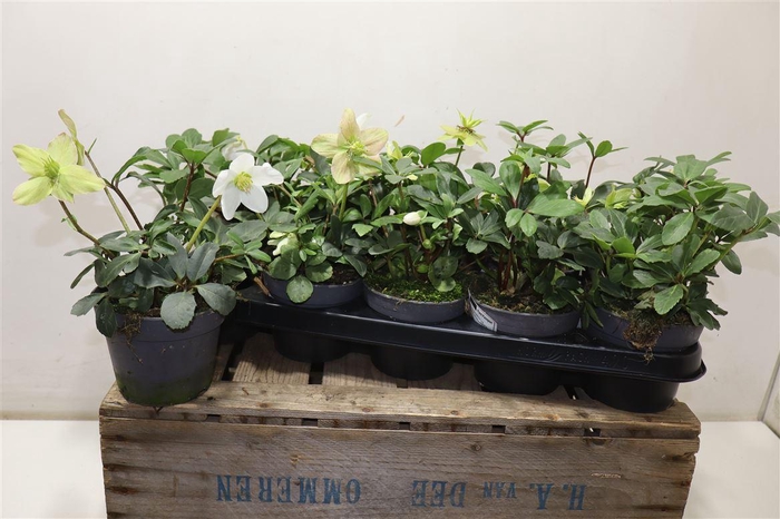 <h4>Hell Ni Advent Star</h4>