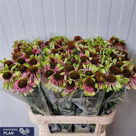 <h4>Echinacea Green Twister</h4>