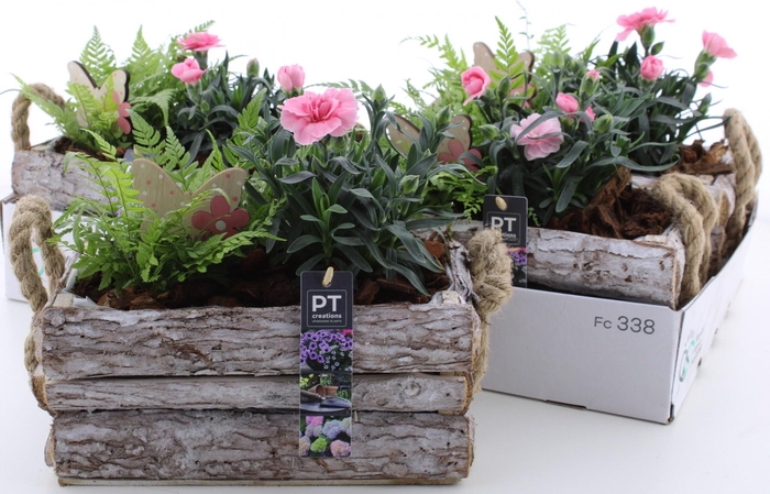 <h4>ARR TUINPLANTEN</h4>