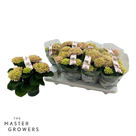 <h4>Hydrangea Marc. Magical Revolution 10.5 Cm Roze 3-</h4>