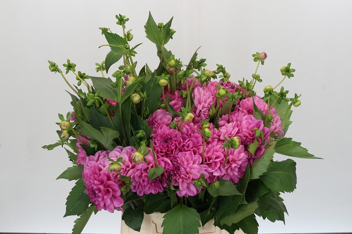 <h4>Dahlia Sandra</h4>