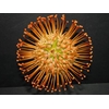 AA.Leucospermum High Gold