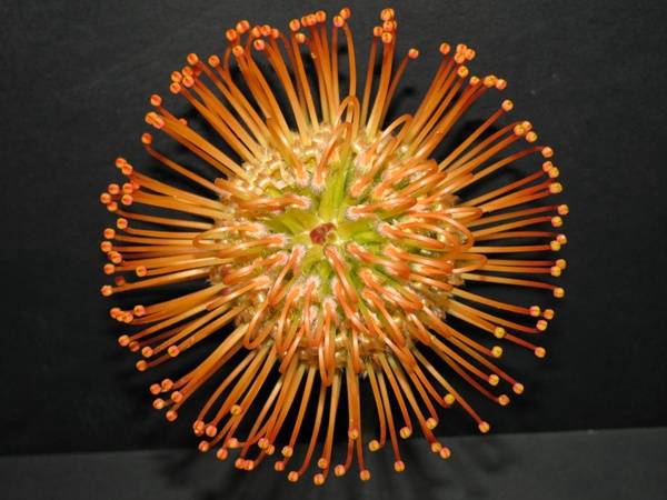 AA.Leucospermum High Gold