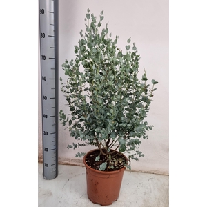 EUCAL GUNNII
