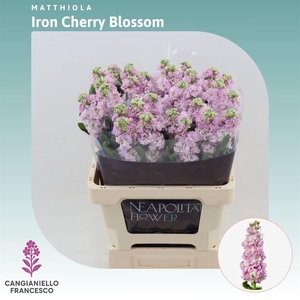 Matthiola Iron Cherry Blossom