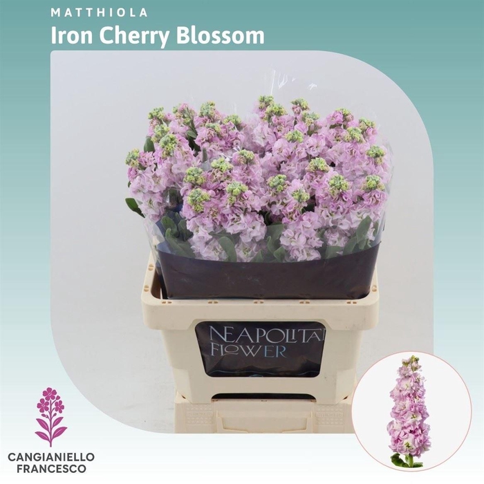 <h4>Matthiola Iron Cherry Blossom</h4>