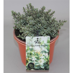 Hebe Pinguifolia Pagei C2
