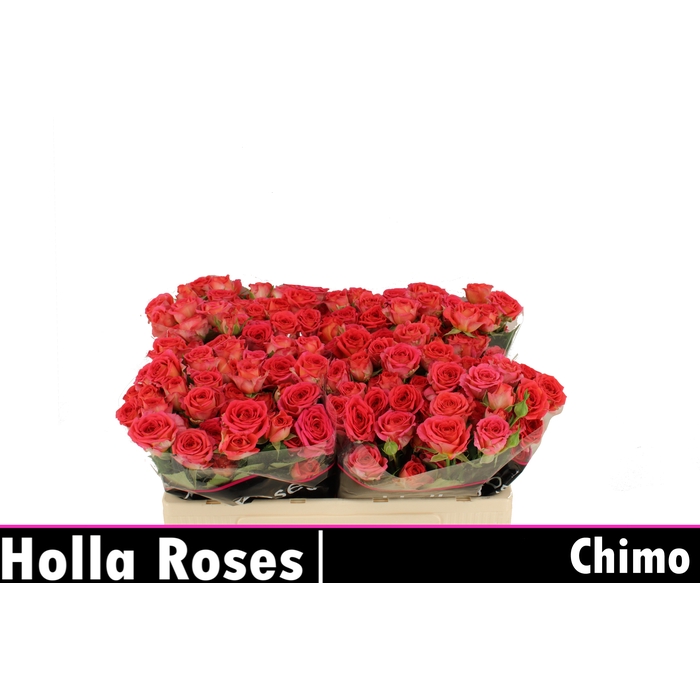<h4>Chimo</h4>
