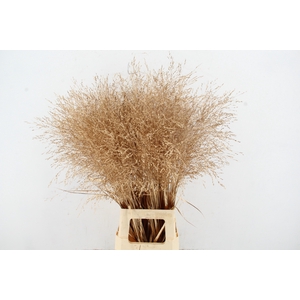 Gras Panic Warrior Antique Gold