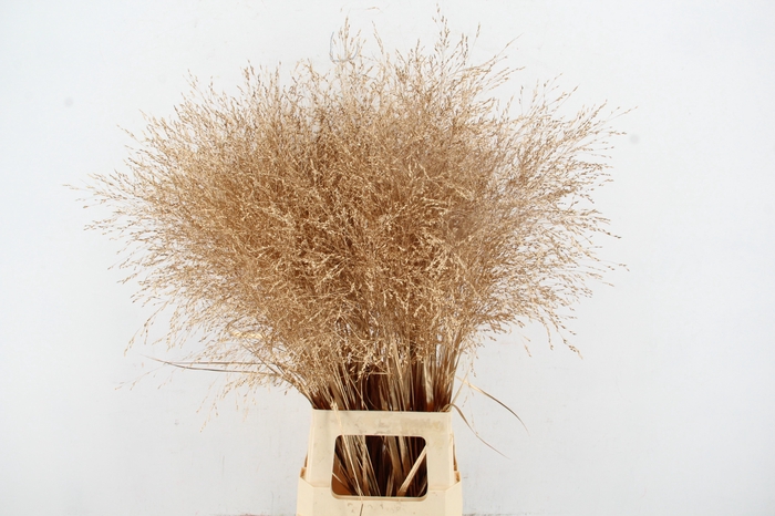 <h4>Gras Panic Warrior Antique Gold</h4>