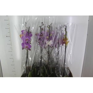 PHALAENOPSIS MIX P12